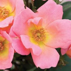 three pink roses with yellow centers are blooming