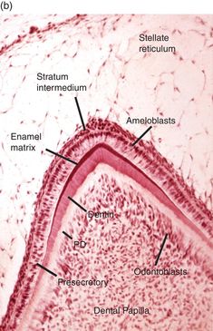 Dental Histology Notes, Oral Cavity Anatomy, Complete Denture Prosthodontics, Dentist Memes Hilarious, Dental Assistant Memes Hilarious, Dental Fun