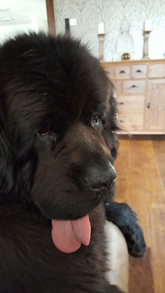 a large black dog laying on top of a wooden floor