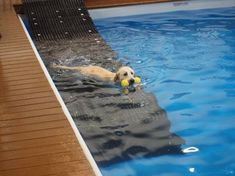 a dog playing with a ball in the pool