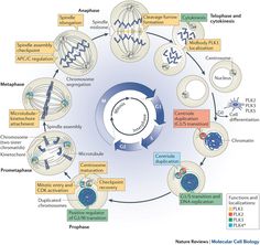 a diagram of the structure of an animal's cell and its functions in cellular systems