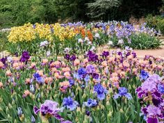 many different colored flowers in a garden