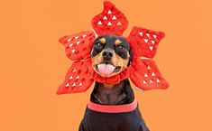 a dog wearing a red and black hat on top of it's head with its tongue hanging out