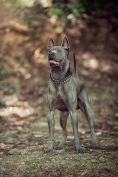 a dog standing in the woods with its mouth open and tongue out, looking up