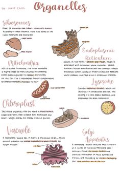 an info sheet describing the different types of food in spanish and english, as well as pictures