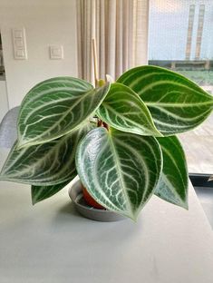 a potted plant sitting on top of a white table next to a glass window