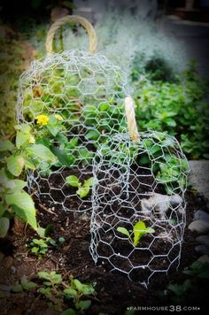 two wire baskets with plants growing in them on top of dirt and grass near bushes