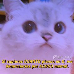 a close up of a cat with big eyes and a caption that reads, si superas canto pienso en