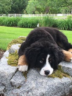 a large black and brown dog laying on top of a rock