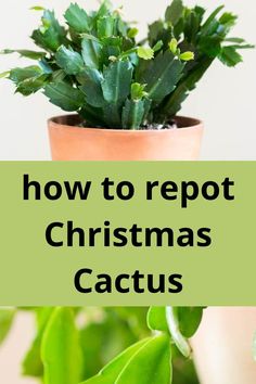 christmas cactus that has just been repotted Repot Christmas Cactus, Easter Cactus, Thanksgiving Cactus, Fruit Picker, Holiday Cactus, Cactus Care