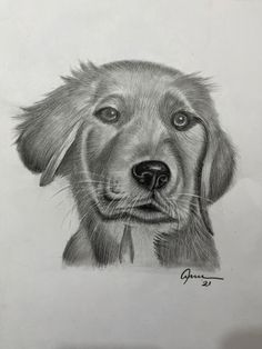 a pencil drawing of a dog's face