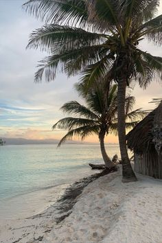 two palm trees sitting on top of a sandy beach next to the ocean at sunset