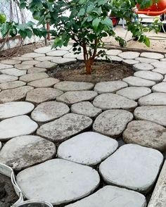 there is a small tree in the middle of this stone path that has been laid out