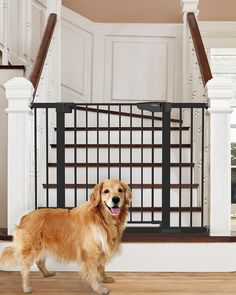 a golden retriever standing in front of a stair gate