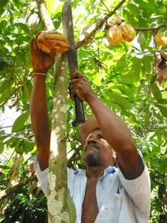 a man is reaching up to pick fruit from a tree with his hands and head