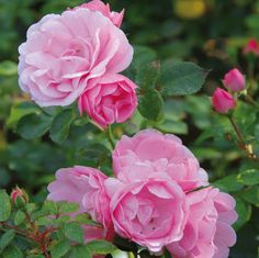 three pink roses are blooming in the garden