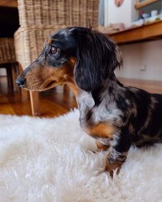 a black and brown dachshund sitting on top of a white shaggy rug