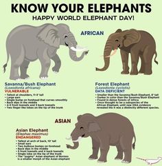 an elephant and other animals are shown in this poster, which includes the words know your elephants happy world elephant day