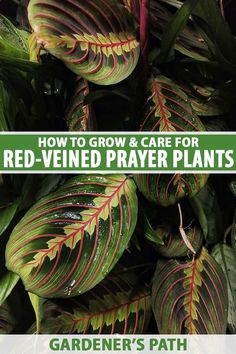 red - veined plant with text overlay how to grow and care for red - veined prayer plants