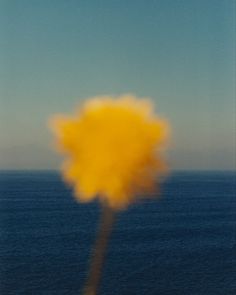 a blurry photo of a yellow flower in front of the ocean with blue sky