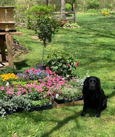 a black dog sitting in the grass next to flowers