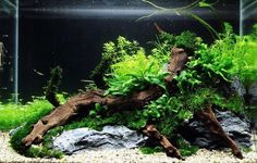 an aquarium filled with plants and rocks