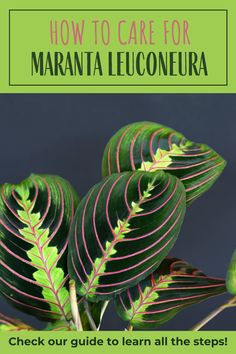 a close up of a plant with text overlay reading how to care for maranta lifooneria