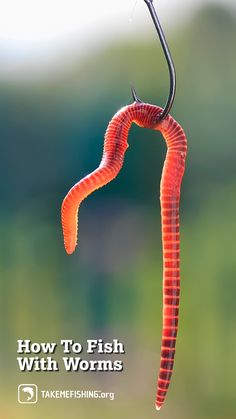 an orange worm hanging from a hook with the caption how to fish with worms