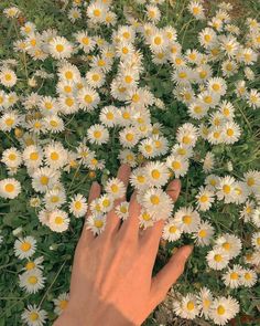 a person's hand reaching for daisies in the middle of a flower field