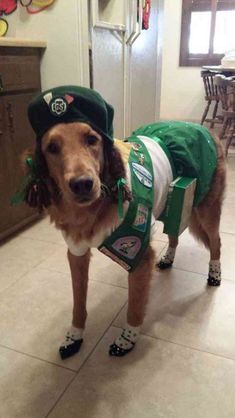 a dog dressed in green and white clothing standing next to a kitchen counter with an open refrigerator