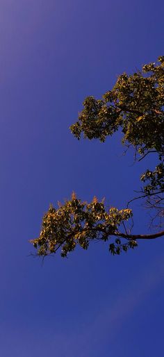 an airplane flying in the blue sky with trees on it's left and right sides