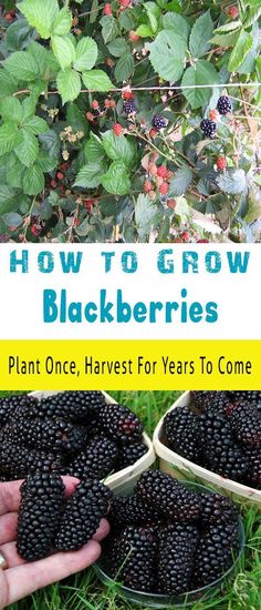 how to grow blackberries plant once, harvest for years to come