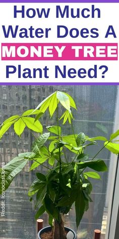 a potted plant with the words how much water does a money tree plant need?