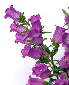 purple flowers are in a vase on a table