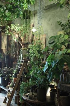 a room filled with lots of potted plants on top of wooden tables and ladders