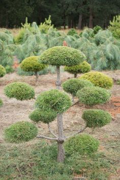 a group of trees that are in the dirt