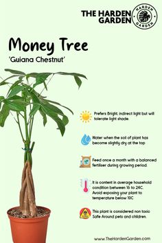 a plant with the words money tree on it's front and back side,