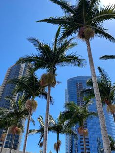 palm trees in front of tall buildings on a sunny day