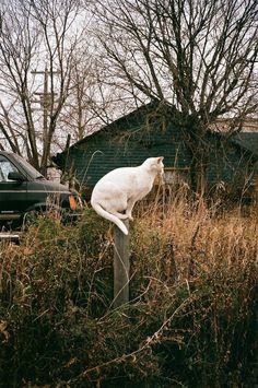 a white cat sitting on top of a wooden post