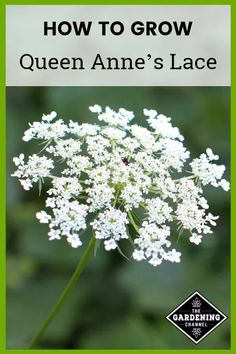 the front cover of how to grow queen anne's lace, with an image of