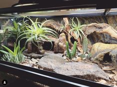 an aquarium filled with plants and rocks