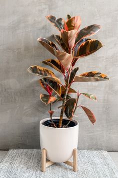 Ficus Rubber Plant 'Ruby' Variegated Ficus, Wholesale Plants, Plant Goals, Ficus Elastica, Rubber Plant, Inside Plants, Growing Plants Indoors, Best Indoor Plants, Bathroom Plants