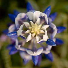 a blue and white flower with drops of water on it