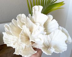 a person holding a large white flower in their hand