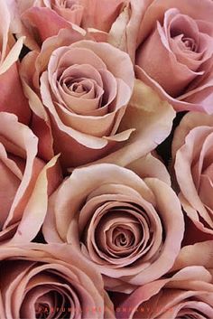 a bunch of pink roses are arranged together