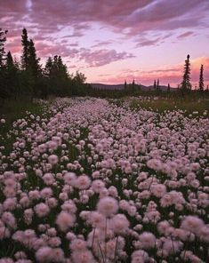 a field full of white flowers under a purple sky with trees in the back ground