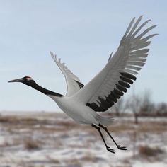 a large bird flying through the air with its wings spread out in front of snow covered ground