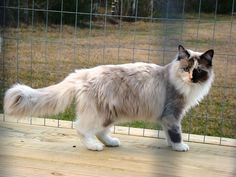 a fluffy cat standing on top of a wooden deck next to a wire fence with grass in the background