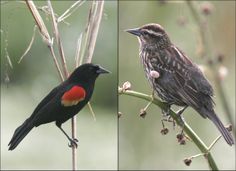 two birds sitting on top of branches next to each other in the forest and one bird with red breast