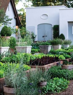 a garden with lots of different plants and flowers in pots on the ground next to a white house